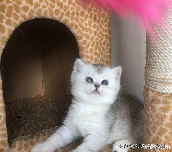 为什么不建议家养宠物猫笼养,猫咪笼养的标准是什么