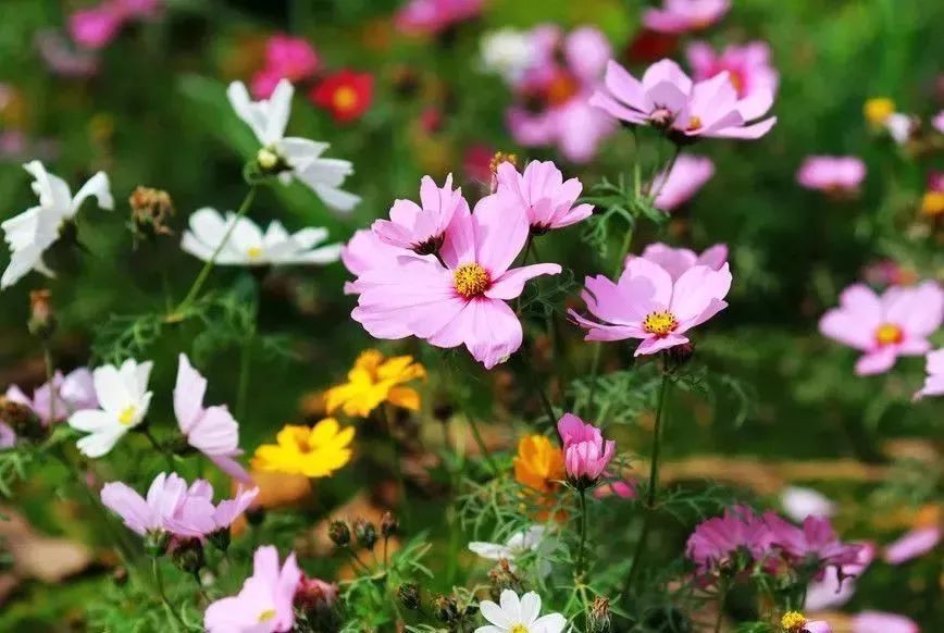 看到花的时候,不知是什么花?那就收下这份百花图谱