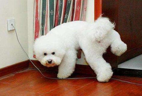 比熊为什么喜欢在家尿尿？原因是这些，你真的了解过它吗？