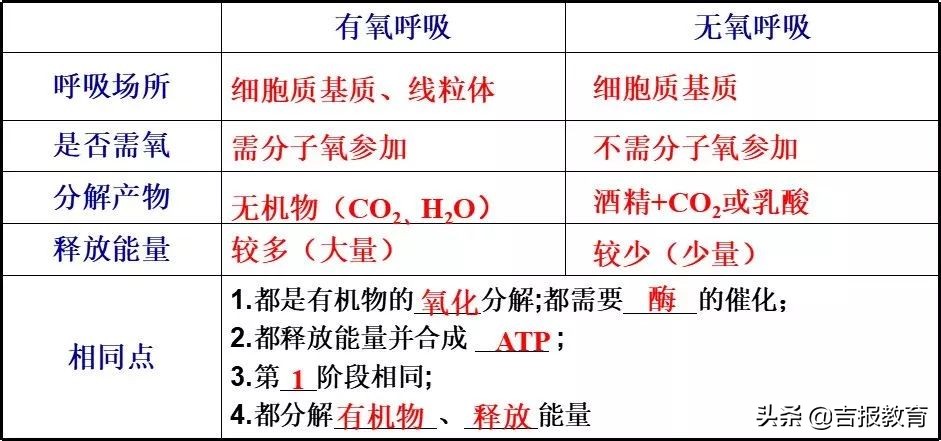 高中生物细胞呼吸作用,高中生物细胞呼吸