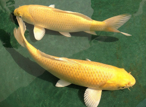 鱼百滋酸菜鱼即墨团购,鱼百科app