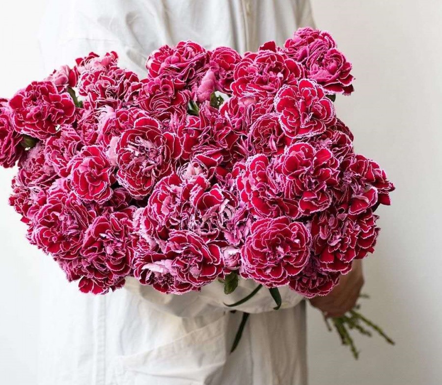 母亲节为什么要送女朋友礼物,母亲节送什么颜色的康乃馨