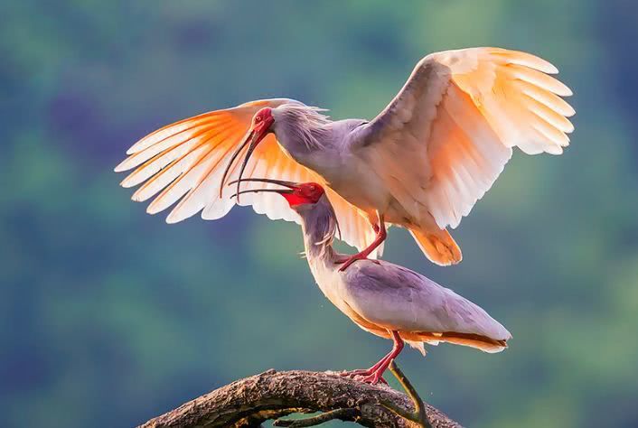 东方宝石2020年版本,东方宝石濒临灭绝