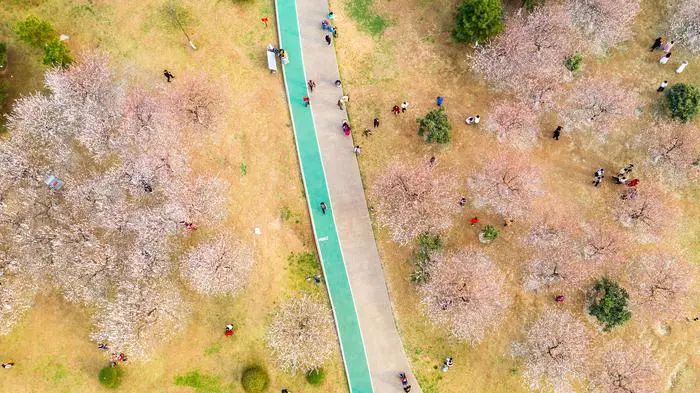 有一种春天叫西安的春天,西安古都的春天在哪里