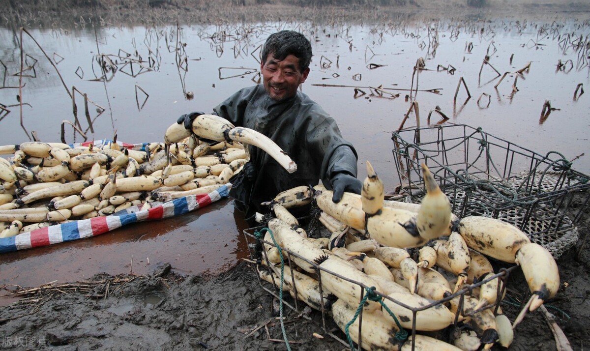 买莲藕的妙招,买莲藕怎么选才好吃