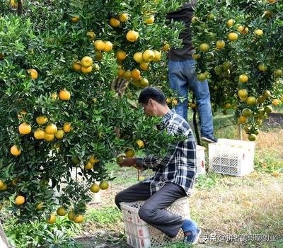 水果店如何0元返购模式一个月内狂收30多万!