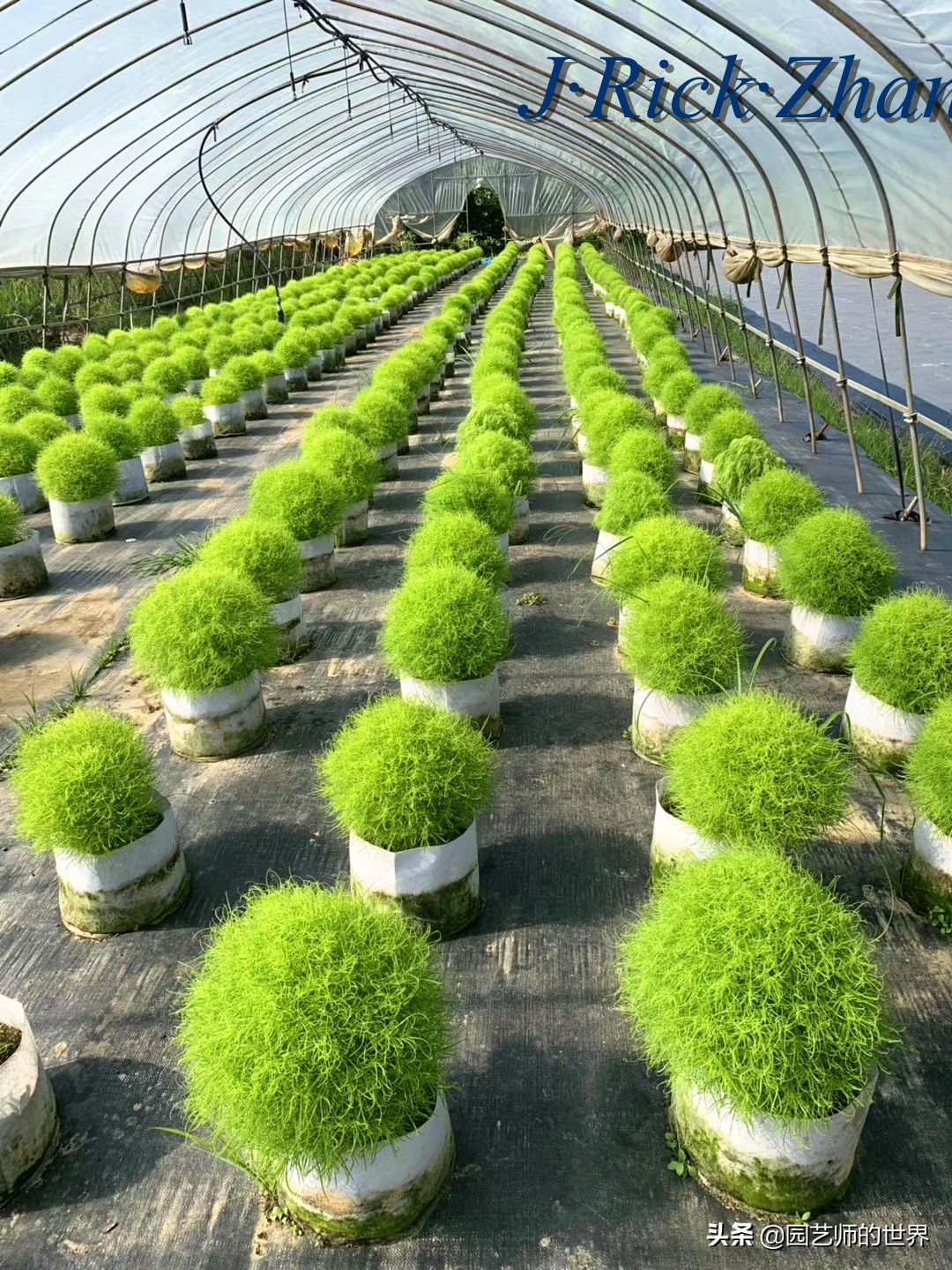 红色地肤草的种植方法,红地肤怎么养