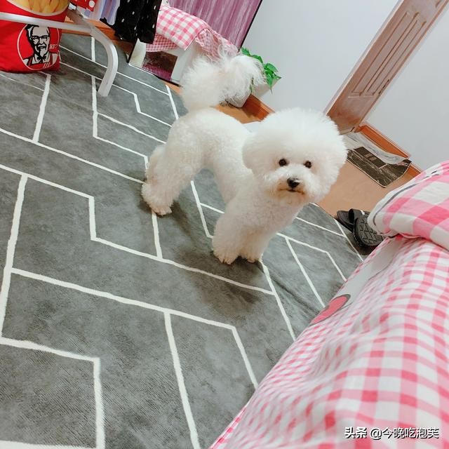 狗狗总是在家撒欢跑怎么解决,狗狗遛弯老是往前跑