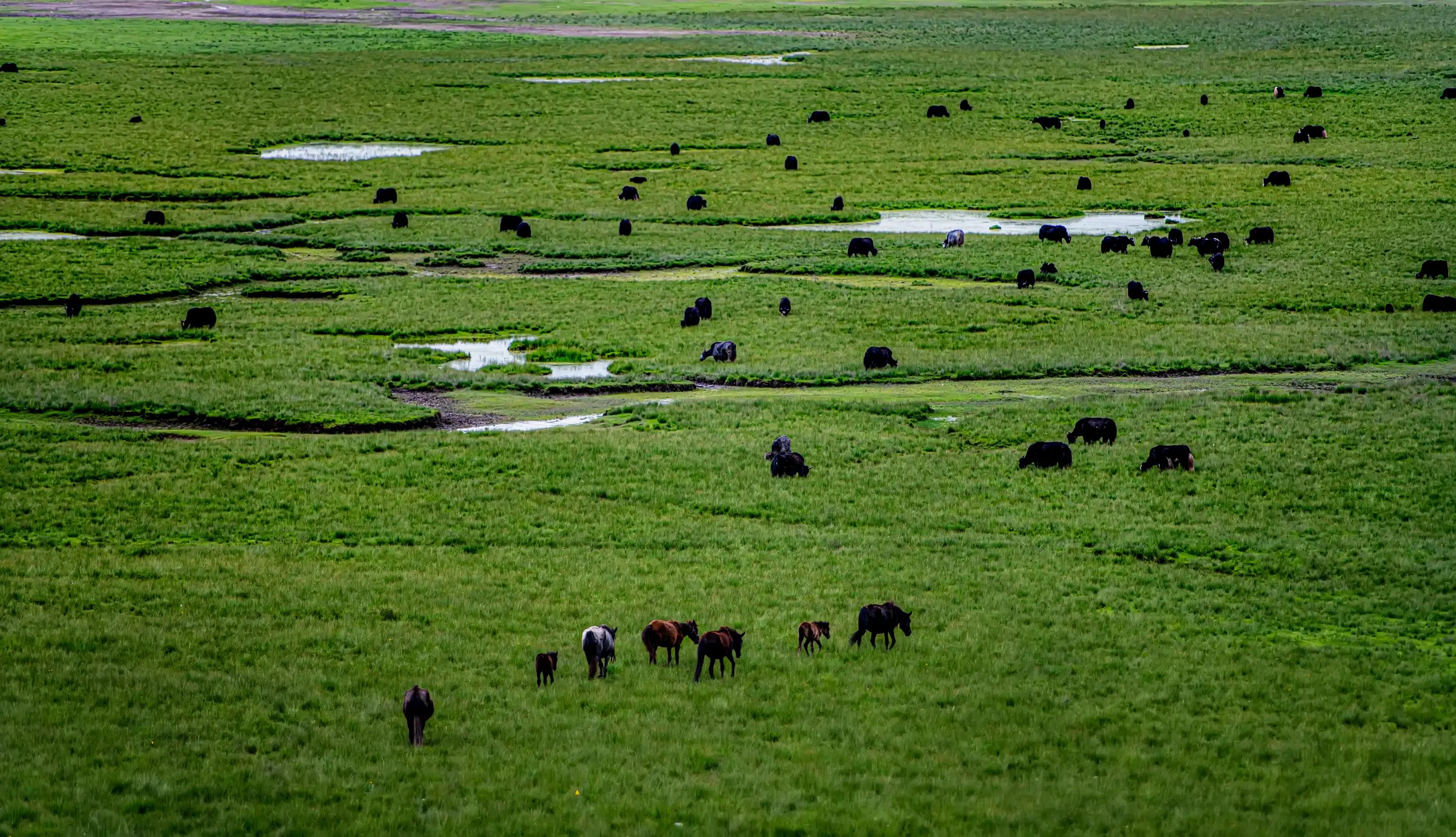 川西甘南十五日环线自驾游,甘南川西环游系列之四