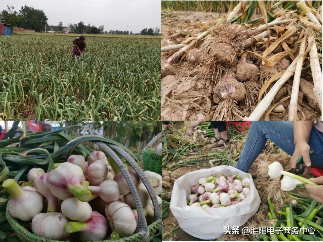3天销量突破10万单,3天卖了4万斤大葱
