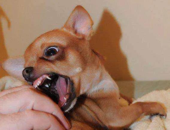 被小狗的牙齿刮到没出血要紧吗,被小狗狗牙齿刮蹭了皮要打疫苗吗