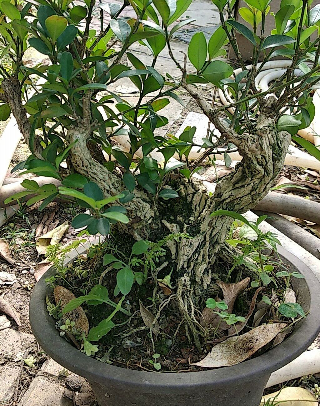 黄杨下山老桩先长根后发芽吗,春天黄杨冒芽时能修剪吗