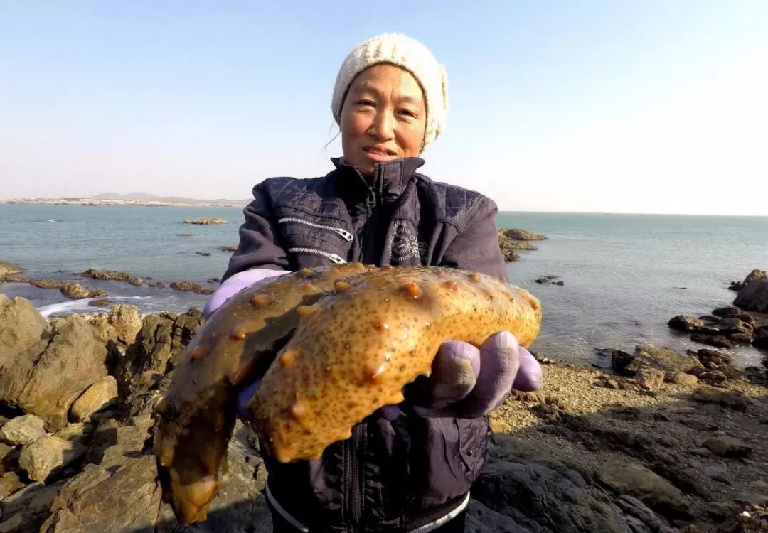 海参降价什么梗,海参价格最近跌了吗