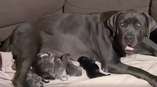 狗妈妈5天产下31只狗崽创世界纪录,世界狗狗生崽的吉尼斯纪录