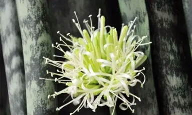 虎皮兰银脉能吸甲醛吗,金边虎皮兰吸收甲醛吗