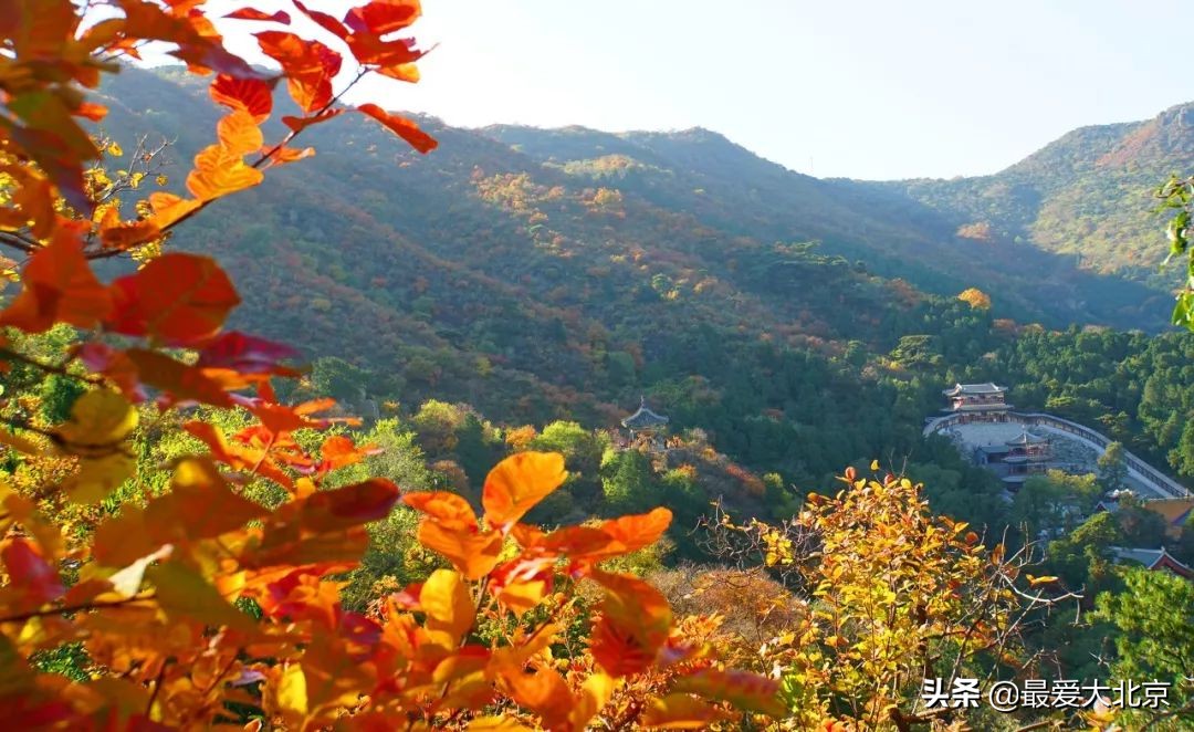 香山红叶几月去最好香山用预约吗,去北京香山看红叶别去爬山吗