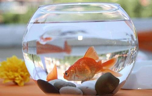 十大最好看的观赏鱼图片大全,十种最漂亮的观赏鱼图片