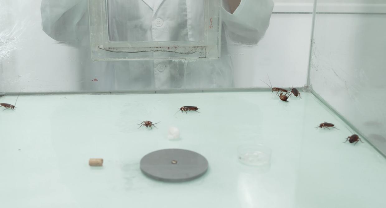 家中有蟑螂怎么一网打尽,家中发现一只蟑螂怎么办