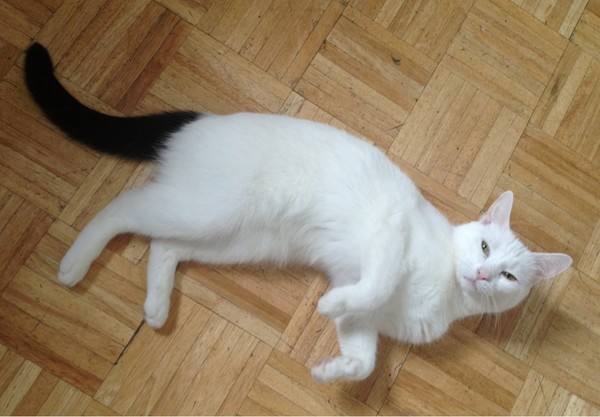 中华田园猫古代名称图鉴,古代人怎么挑选猫