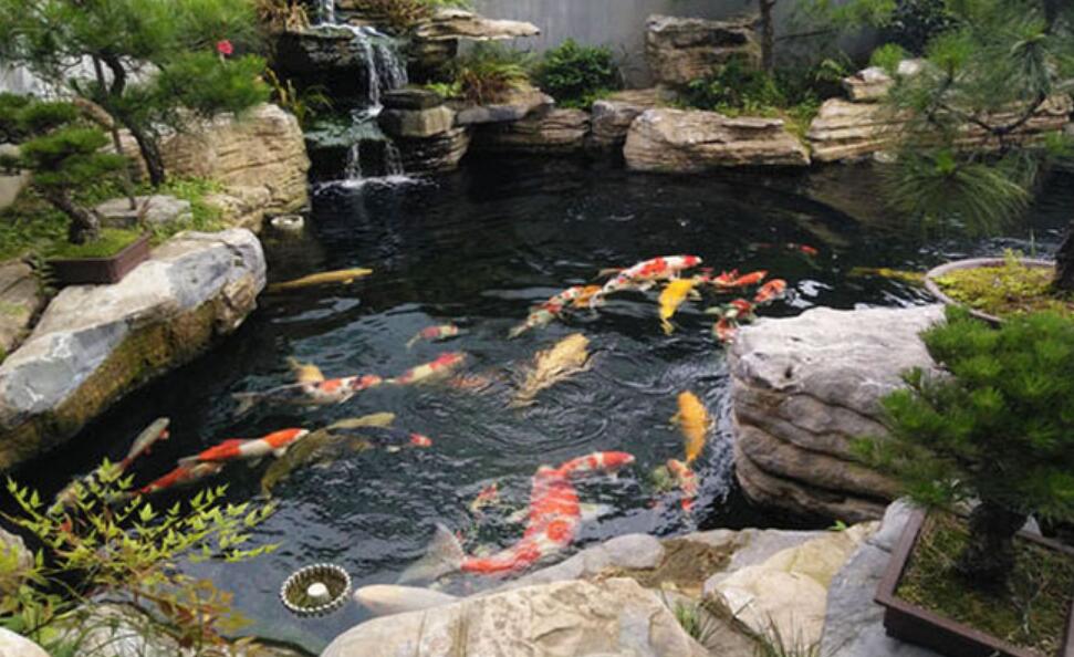 锦鲤鱼饲养方法教程,锦鲤鱼饲养方法