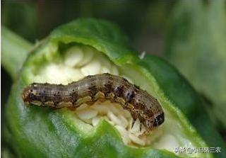 辣椒种植中遇到多种病害,盆栽辣椒种植虫害怎么治