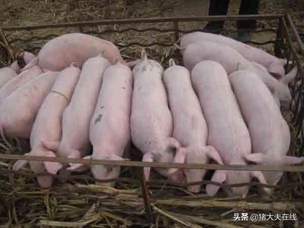 寻甸仔猪价格23日是多少钱一公斤,2020年8月23日贵州仔猪价格表