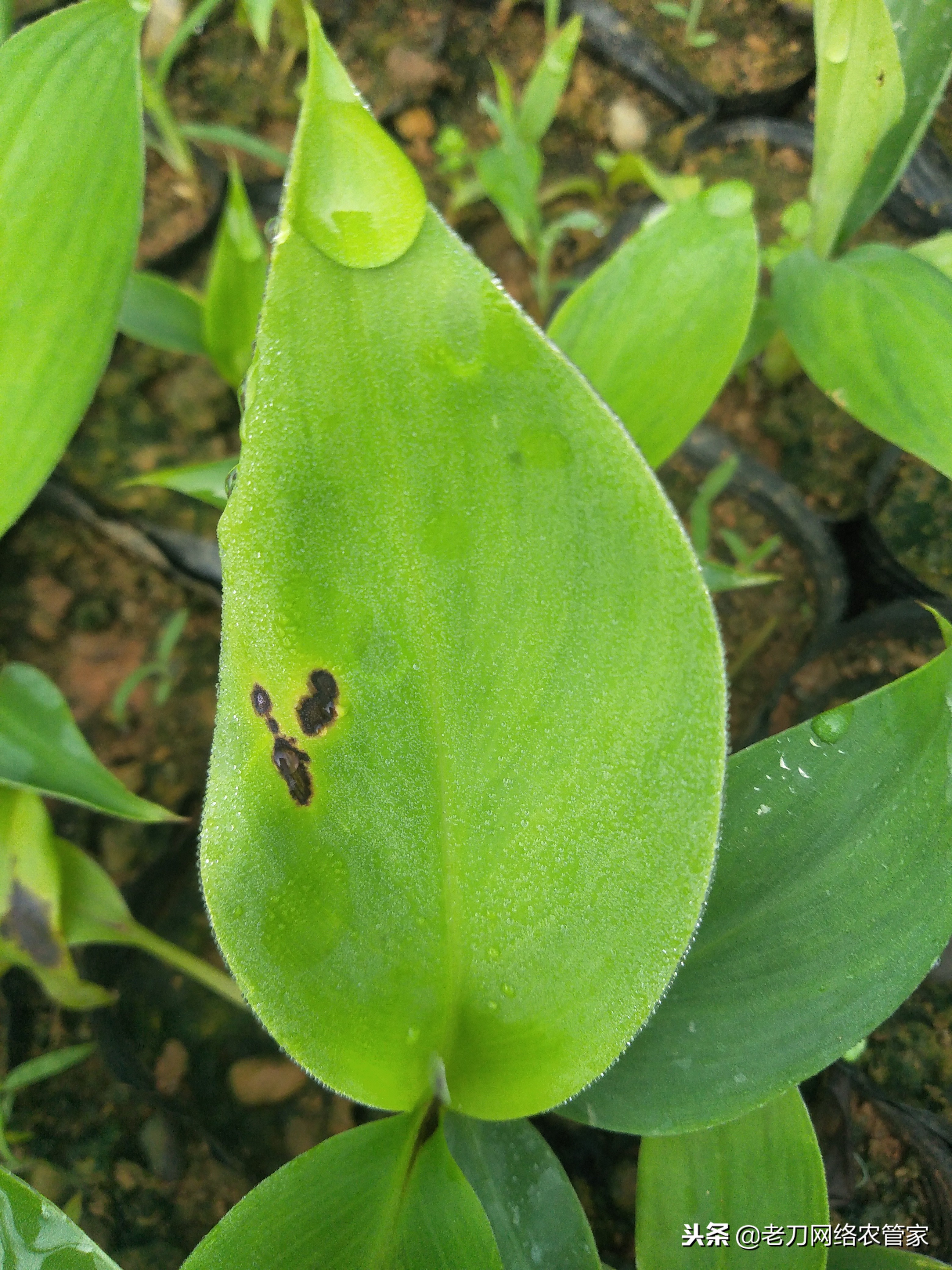 香蕉黑条叶斑病特点,香蕉叶片有黄斑是怎么回事