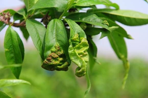 今年栽的桃树怎么管理,桃树怎么管理桃子又大