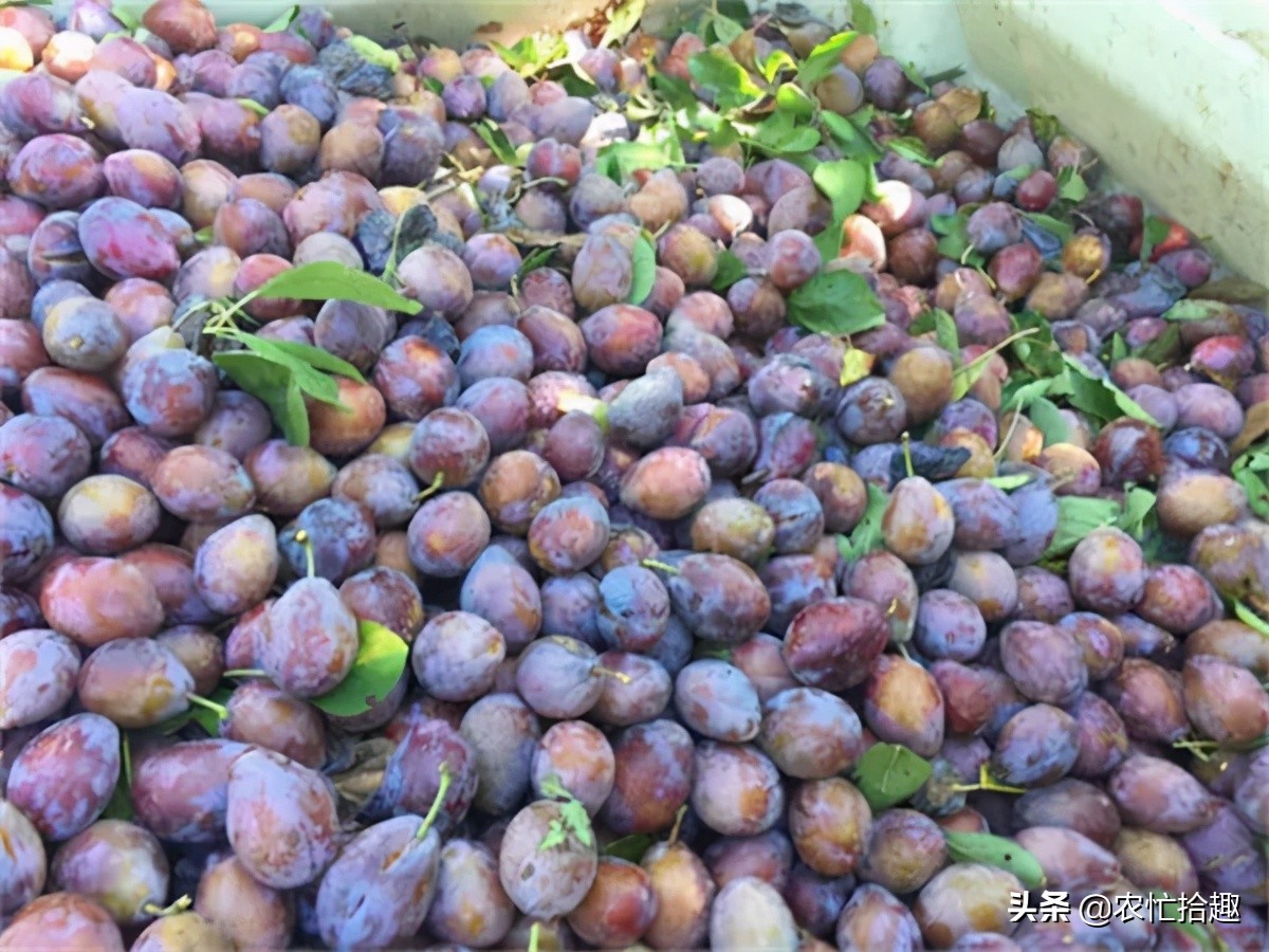 面对滞销2020年果农该何去何从,滞销果农心灰意冷收购商直言