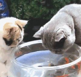 养猫猫推荐英短,新手第1次养猫还是养狗啊