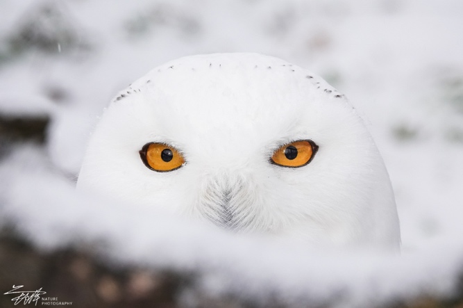 慢享自然，快意拍摄索尼黑卡RX10M4升级体验