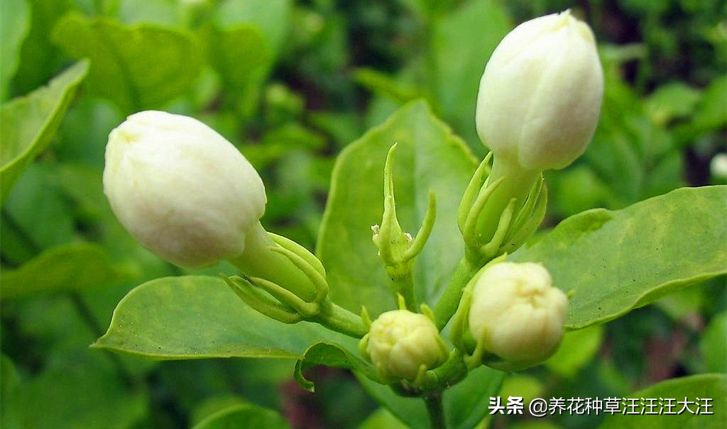 刚买来的茉莉上盆后掉叶咋办,茉莉移盆后叶发黄掉花蕾