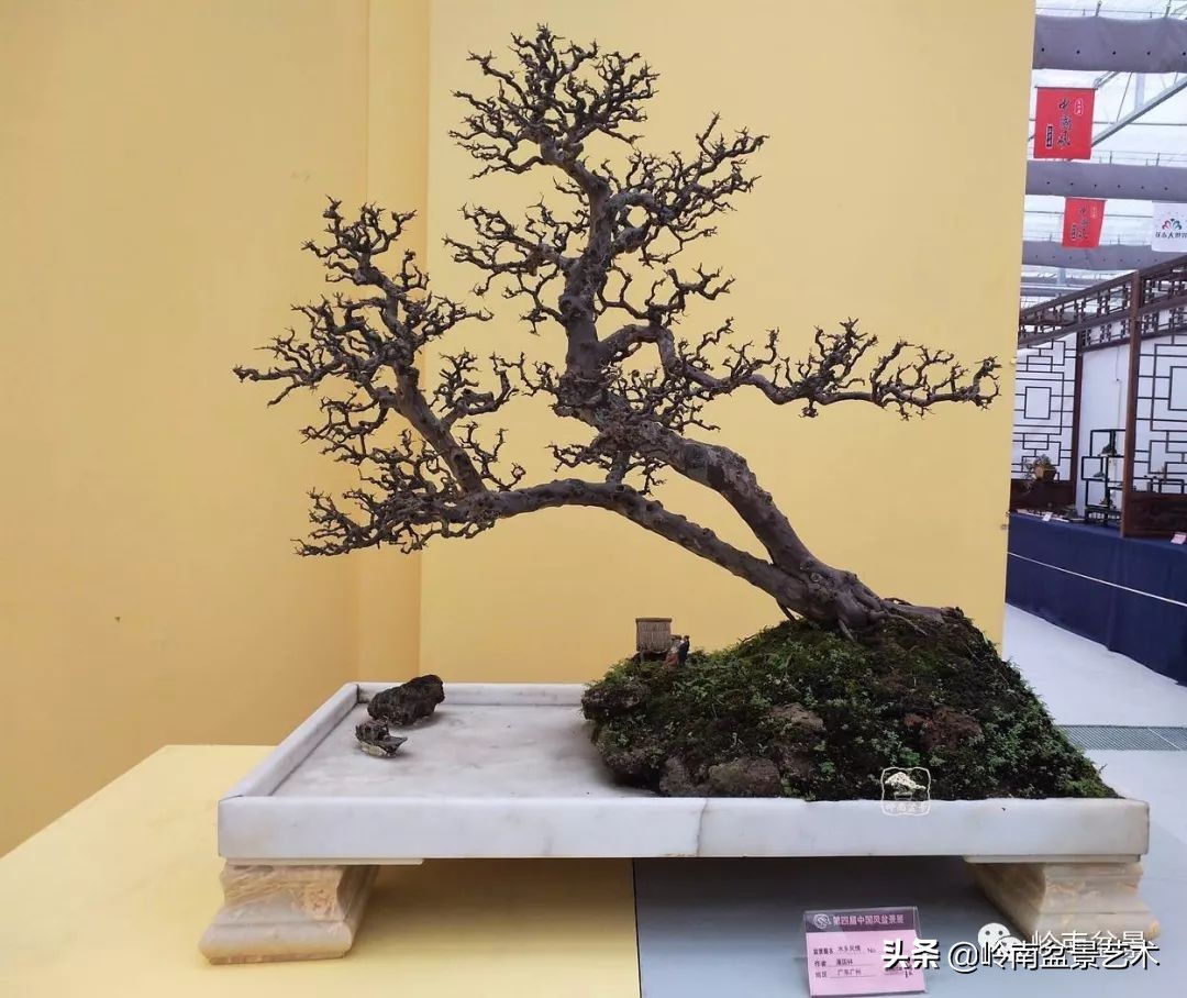 双干树,双干型果树