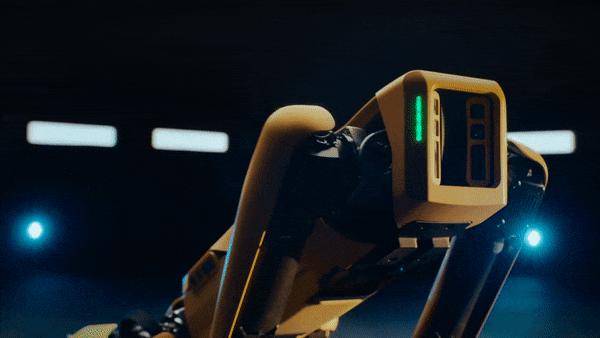 网红大黄狗狗,160万网红大黄狗