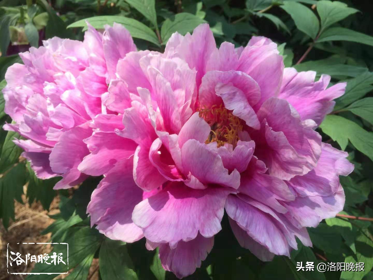 赏牡丹花有哪些景区,5月下旬牡丹最佳观赏地点