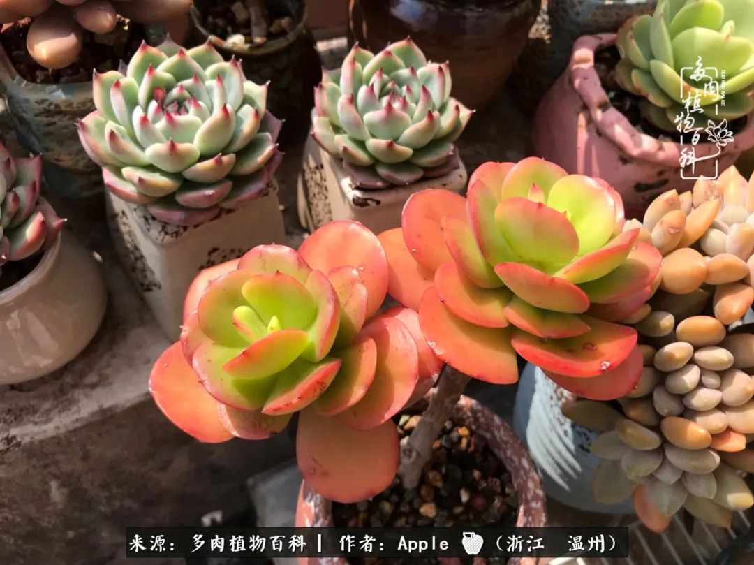 多肉成长记观察记录怎么写,多肉成长记录观察展板