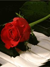 520情人节祝福送上真的太美了,最新的520情人节