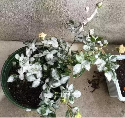 白天浇花花叶变黄,用什么方法养花叶子黄