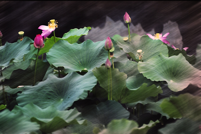 关于风的成语大全四个字一年级,含风四字成语一年级