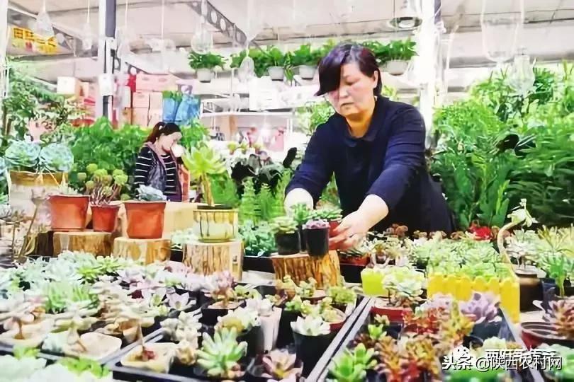 “老吴寻访西府奇人”：一片绿叶创大业