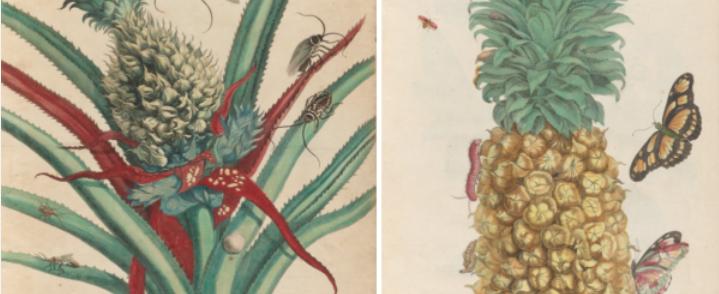 哥伦布发现菠萝,哥伦布航海的影响