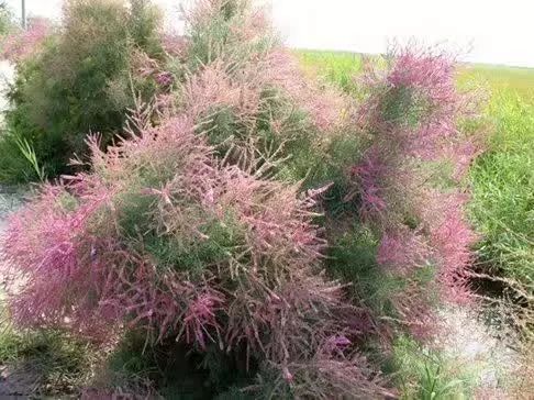 郊区园林绿化苗木品种,河南园林绿化苗木品种