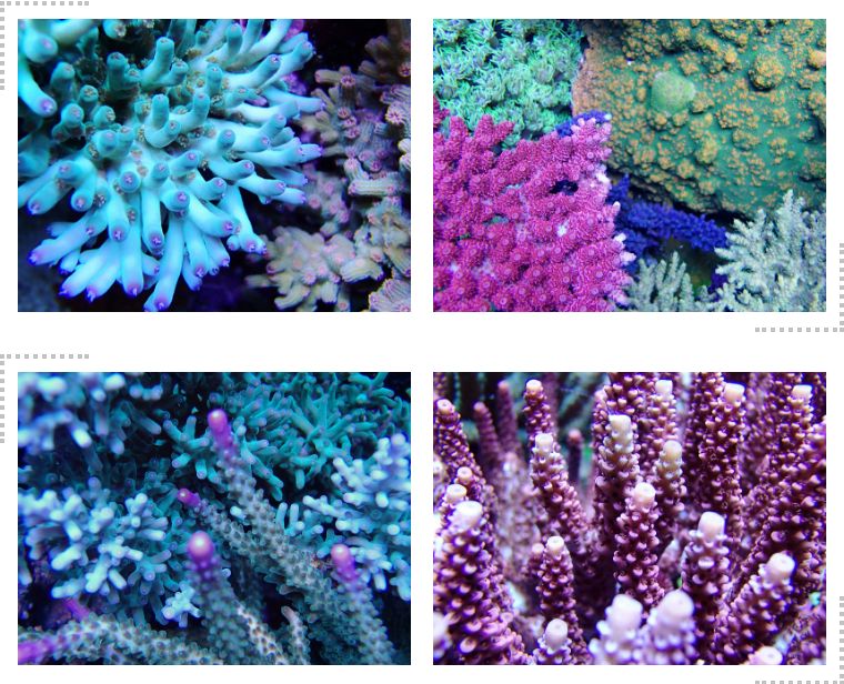 为什么国人对鱼情有独钟,为什么有的人对鱼那么痴迷