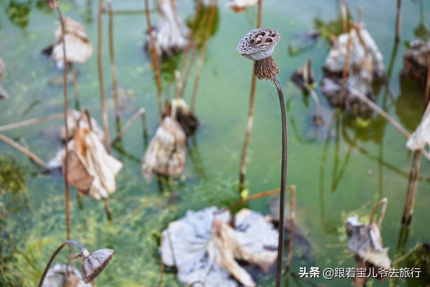 南京燕雀湖水杉林,南京秋天水杉林