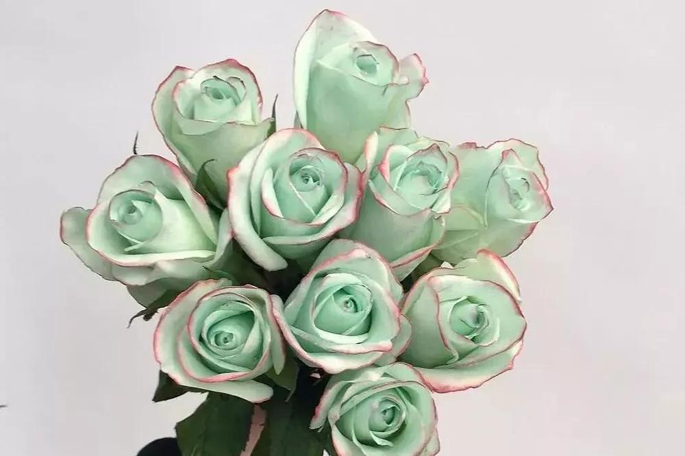 花店常用玫瑰花品种大全,一篇文章带你认识三亚40种花