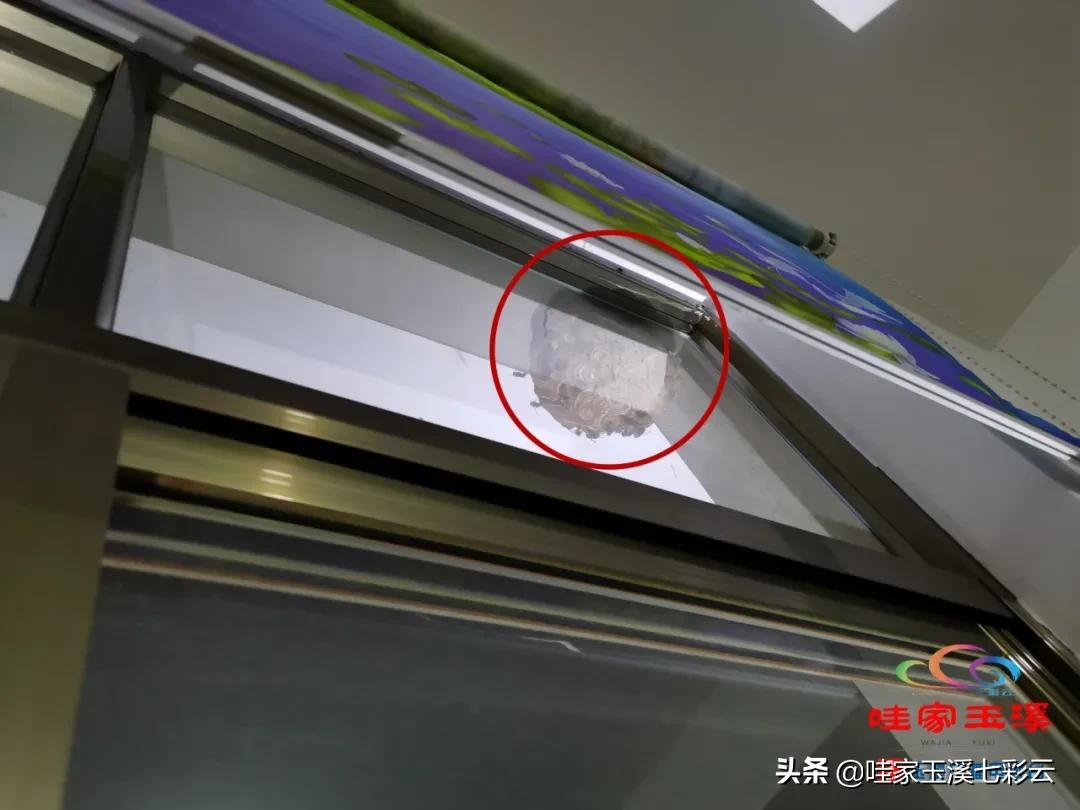 马蜂窝扰民消防救援,马蜂频繁扰民消防员火攻围剿