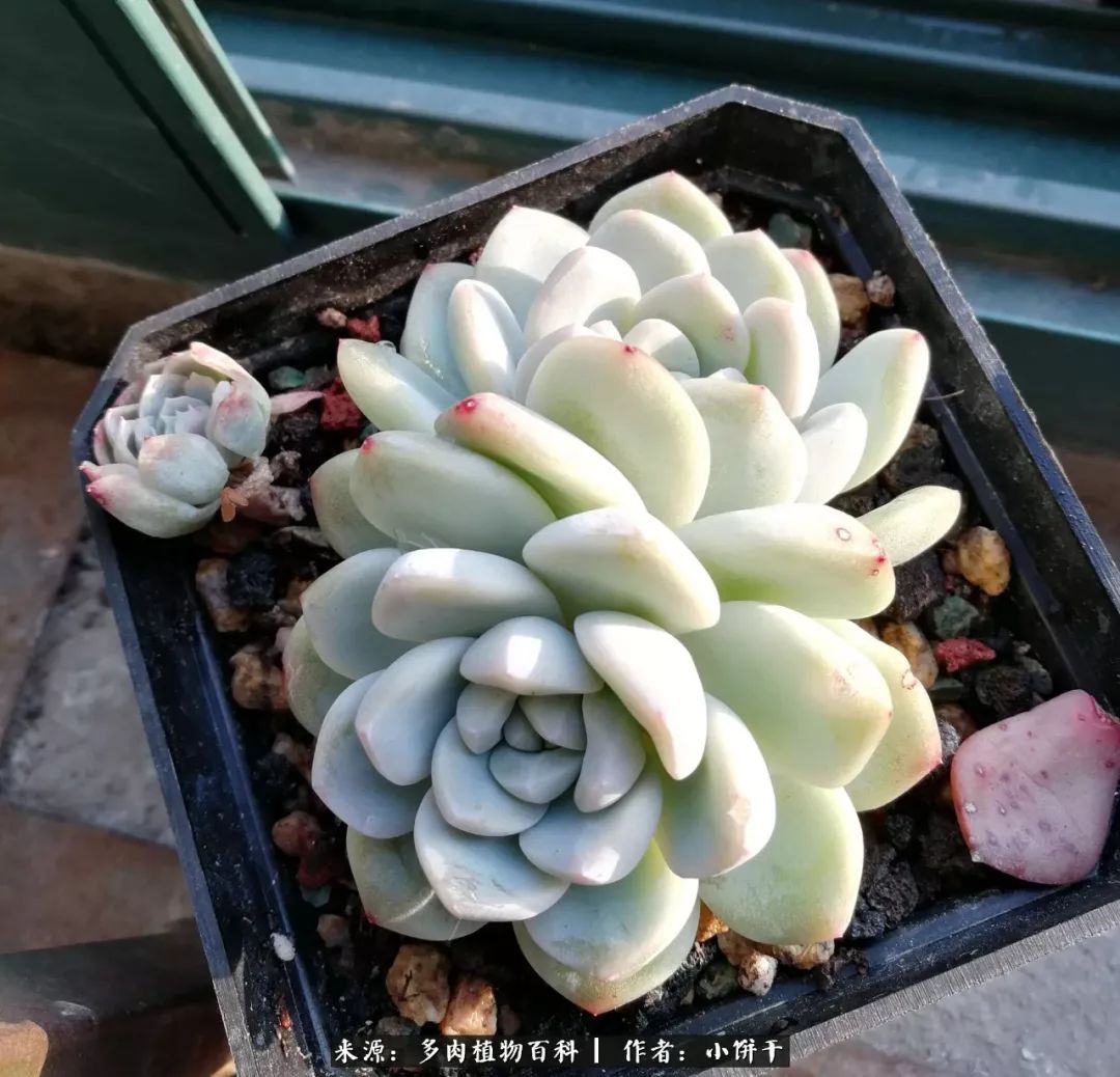 无肉不欢的肉瘾少女，日日沉迷于美色无法自拔！