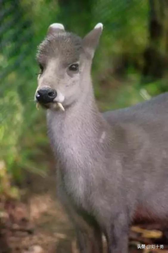 罕见动物60种大开眼界,十种罕见动物