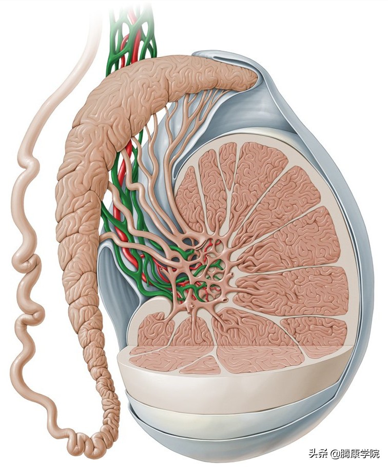 自主神经血管张力障碍,自主神经系统对血管的调控