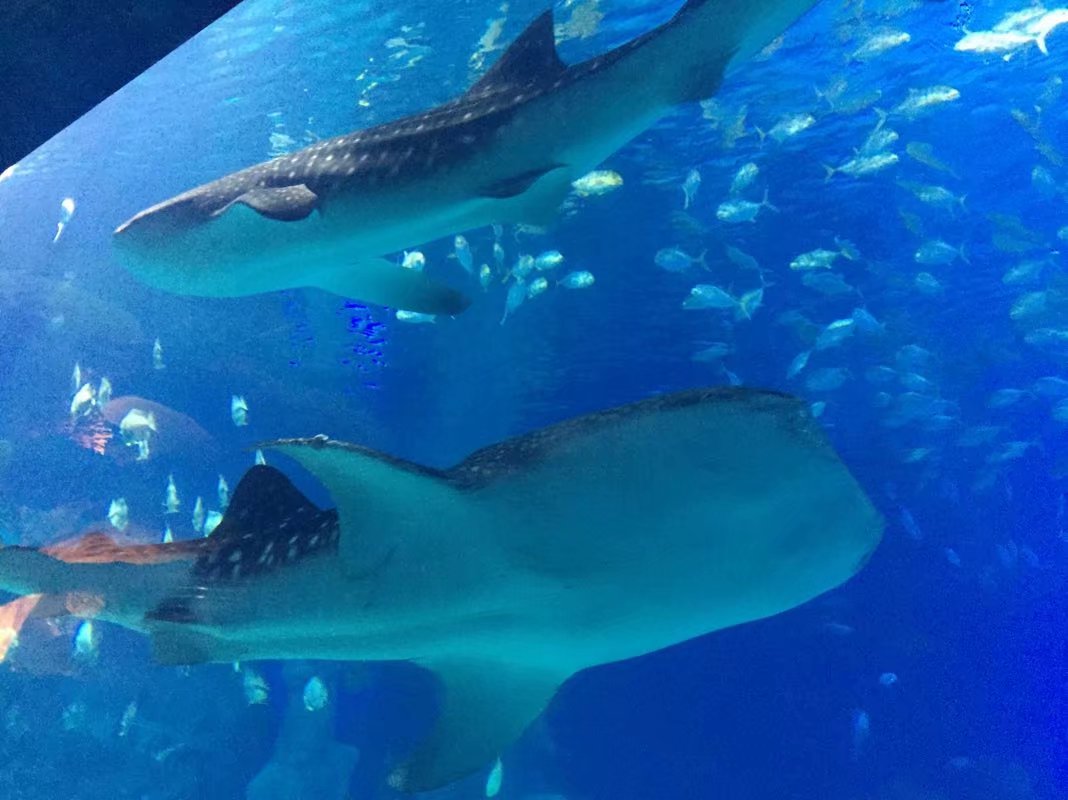 全球最大的长隆海洋公园,沉浸式参观长隆海洋王国